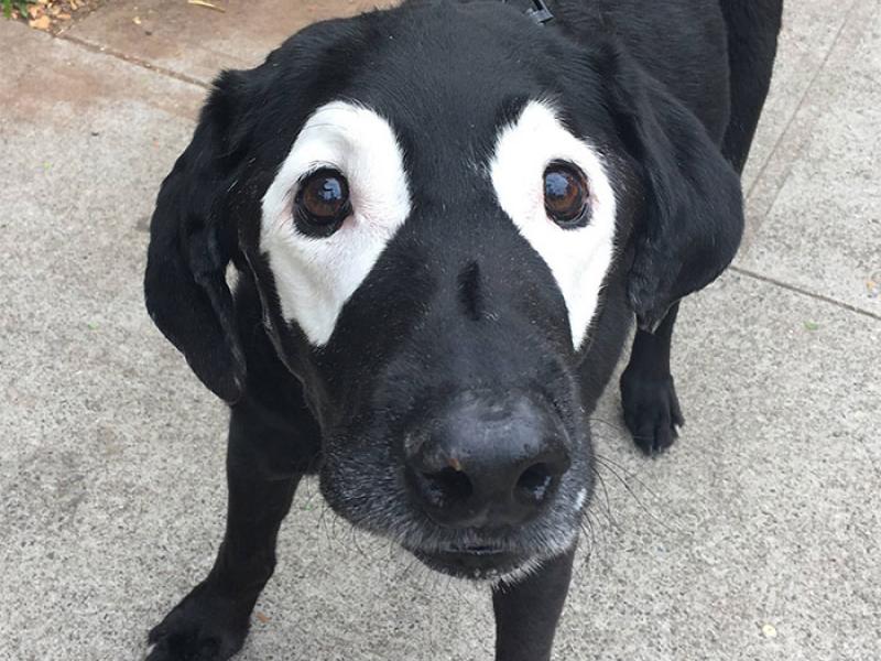 vitiligo-animals-photos-2-58b7ca5c771d8_700.jpg