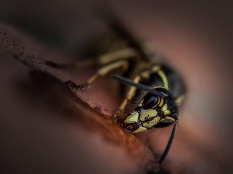 wasp-3172509_960_720.jpg