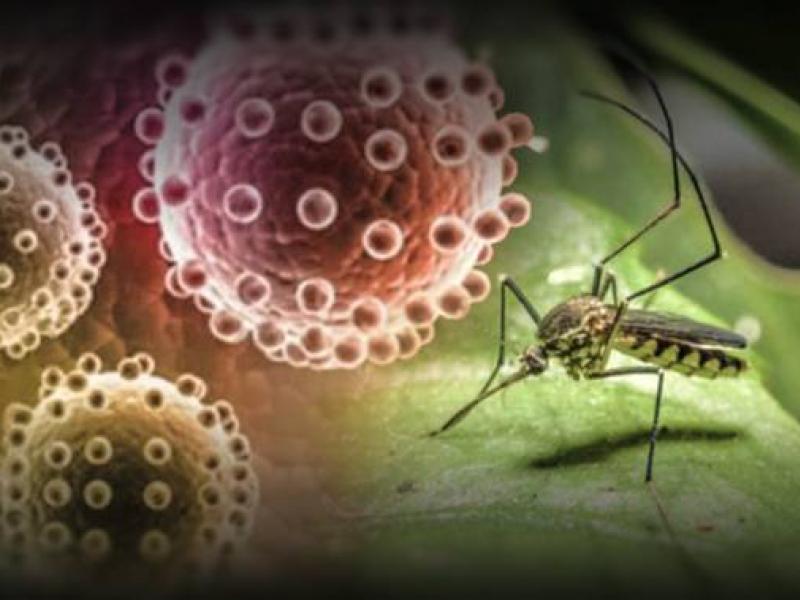 zika_virus.jpg