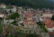 tithorea