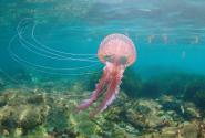Pelagia noctiluca mov medusa
