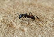 μυρμήγκι