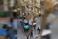 γερανος ελασ