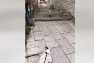 Γλάρος κλέβει... κρουασάν και γαριδάκια από περίπτερο της Θάσου - Σκύλος τον καταδιώκει (βίντεο)