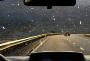 έντομα αυτοκίνητο