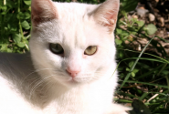 gatoula_xionati