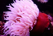 thalassia_anemoni