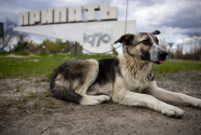 skilaki_chernobyl