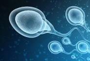 sperma