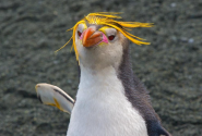 penguin