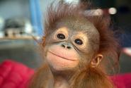 ape