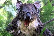 drop bear
