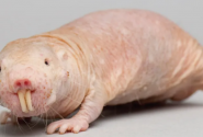 nakedmolerat