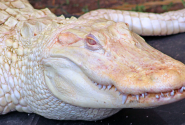 krokodilos