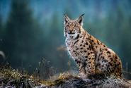 lynx