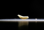 Screwworm 