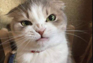 gata