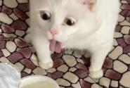 gata
