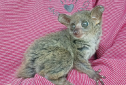 galagos