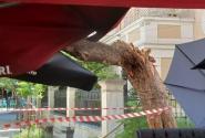 Δέντρο έπεσε στο κέντρο της Αθήνας