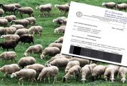 Έγγραφο για το σκάνδαλο του ΟΠΕΚΕΠΕ στο βάθος κοπάδι με πρόβατα