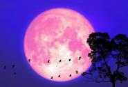 Ροζ πανσέληνος, φεγγάρι