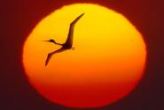huge-pterosaurs-flying-distance_27582_990x742.jpg