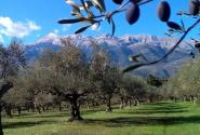 Ελιές Καλαμών, οι πιο υγιεινές στον κόσμο