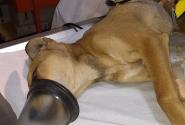 Χανιά: Κλώτσησαν τόσο δυνατά το σκύλο που το στομάχι του καρφώθηκε στον πνεύμονα