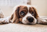 dog-2785074_960_720.jpg