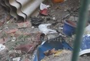 Λαμία: Δηλητηρίασαν δεκάδες γάτες