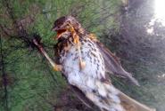 Πρέβεζα: Λαθροθήρες έστησαν παράνομα δίχτυ και εγκλώβισαν δεκάδες πουλιά