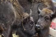 Οι βίσονες επέστρεψαν στη Ροδόπη οκτώ αιώνες μετά (Εικόνες)