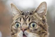 ΗΠΑ: Πέθανε η Λιλ Μπαμπ, η γάτα με τα εκατομμύρια διαδικτυακούς θαυμαστές