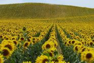 sunflower.jpg