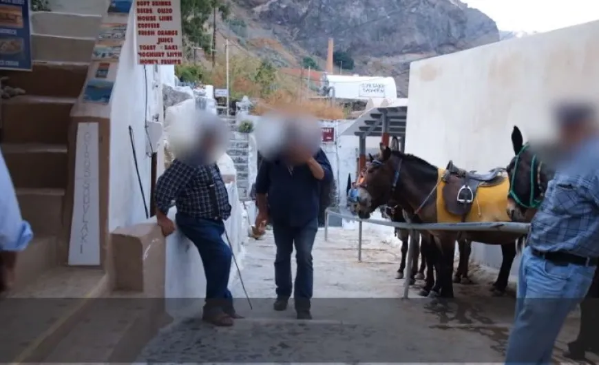 Καταγγελία φιλοζωικής οργάνωσης