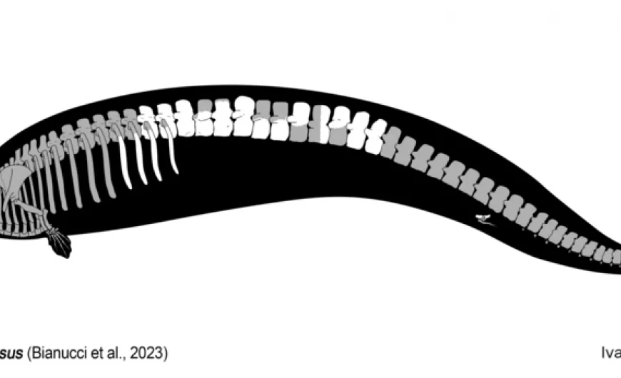 Perucetus_colossus_Holotype_skeletal_drawing