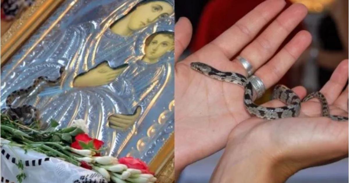 Δεκαπενταύγουστος: Τα φιδάκια της Παναγίας στην Κεφαλονιά | Alfavita