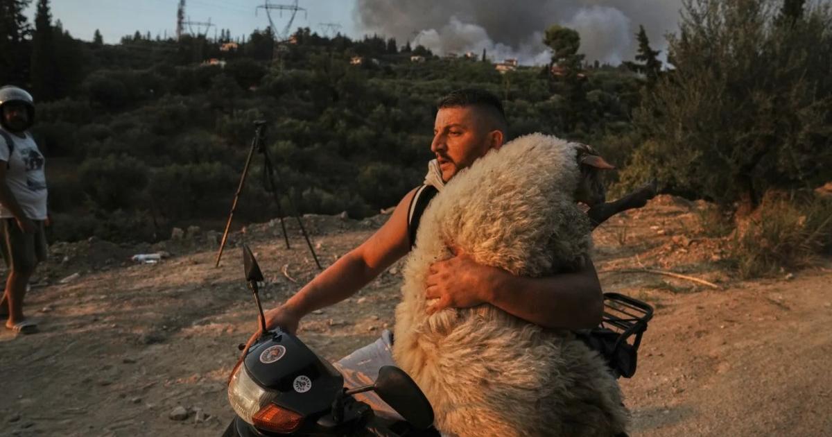 Πάτρα: Η ιστορία του προβάτου που έσωσε νεαρός εθελοντής από τις φωτιές | Alfavita
