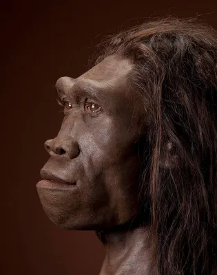 Homo Erectus