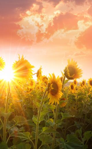 λουλούδια ήλιος