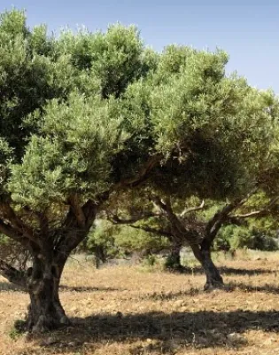 ελια