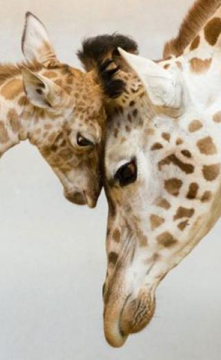 μητροτητα στα ζωα