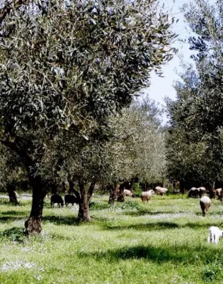 Ελιές