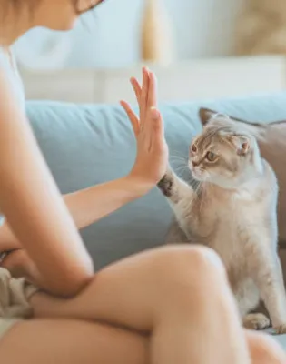 gata