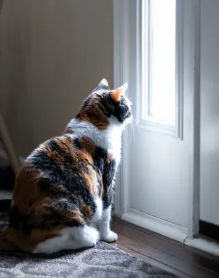 gata