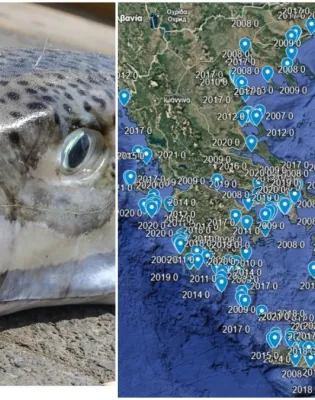 Διαδραστικός χάρτης με την εξάπλωση του λαγοκέφαλου στην Ελλάδα