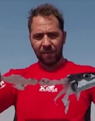 λαγοκέφαλος