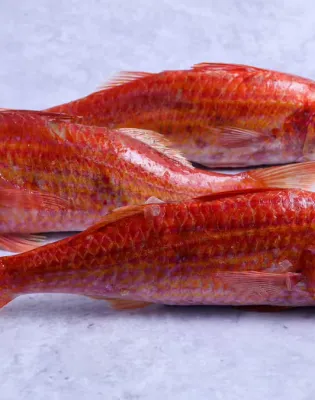 barboyni