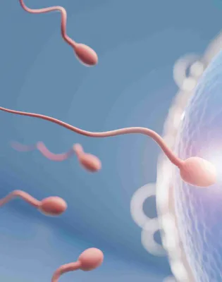 sperm